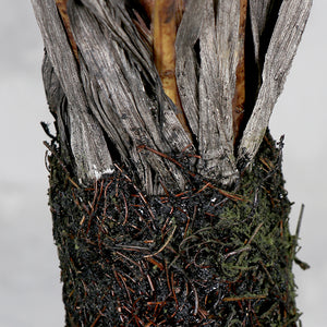 Árbol Tridente