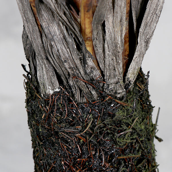 Árbol Tridente
