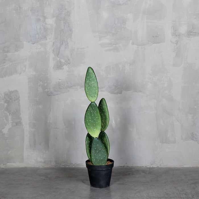 Cactus de Tuna