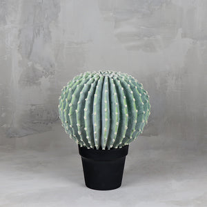 Cactus La Bola 35