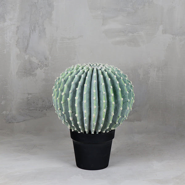 Cactus La Bola 35