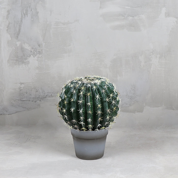 Cactus La Bola 25
