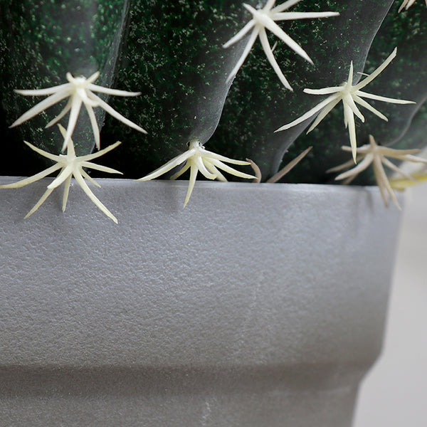 Cactus La Bola 25
