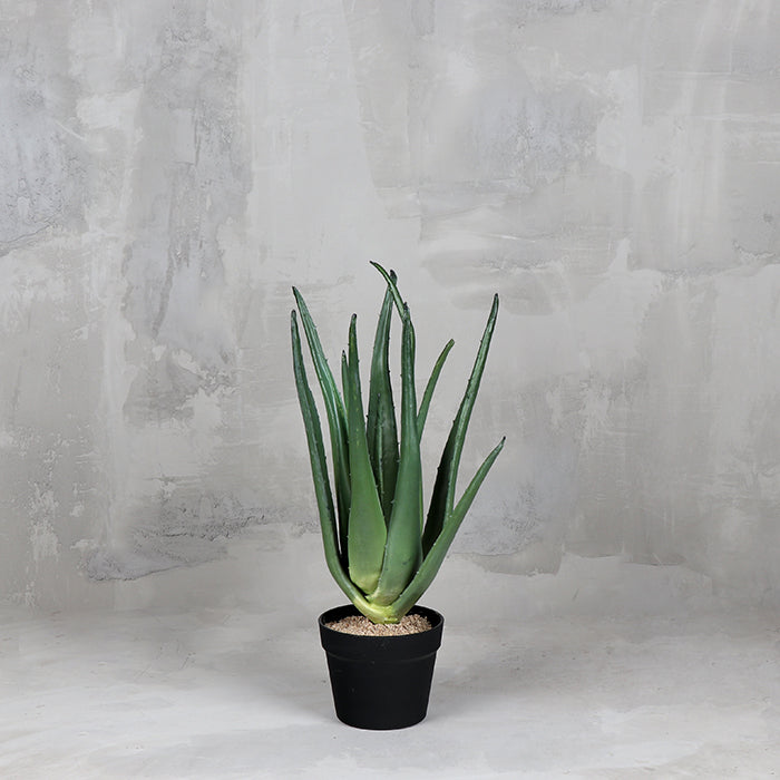 Cactus Aloe