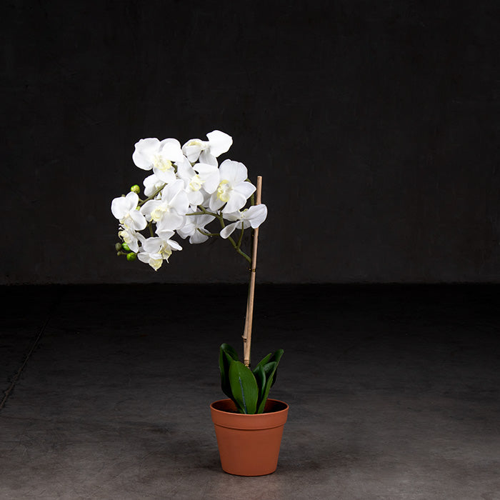 La Orquídea