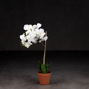 La Orquídea