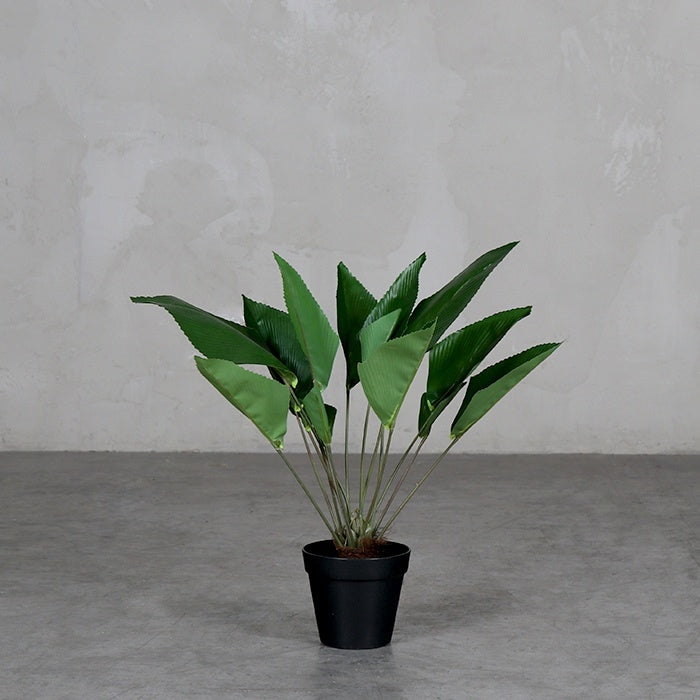 Hoja de Coco