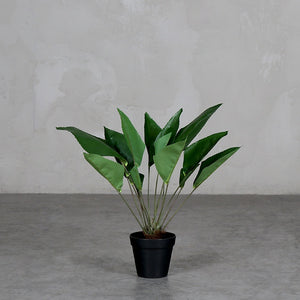 Hoja de Coco