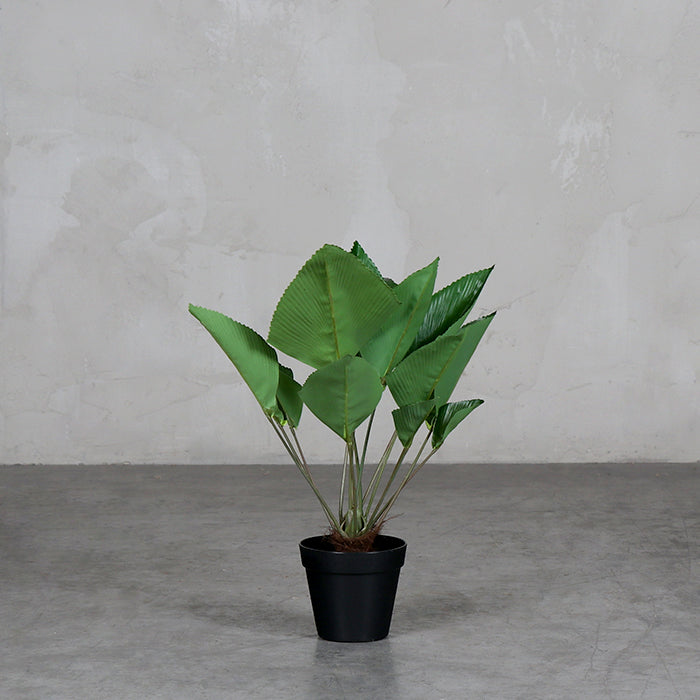 Hoja de Coco