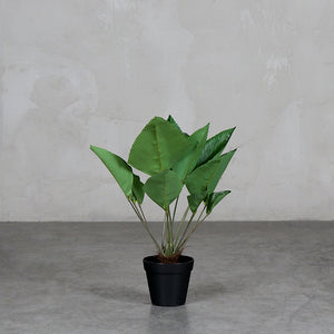 Hoja de Coco