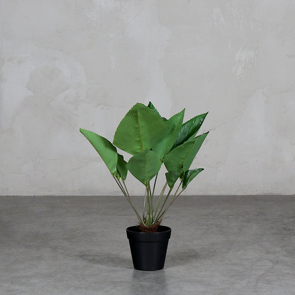 Hoja de Coco