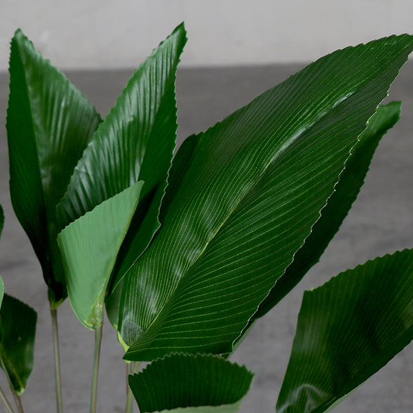 Hoja de Coco
