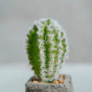 Planta Artificial Base Cerámica 6